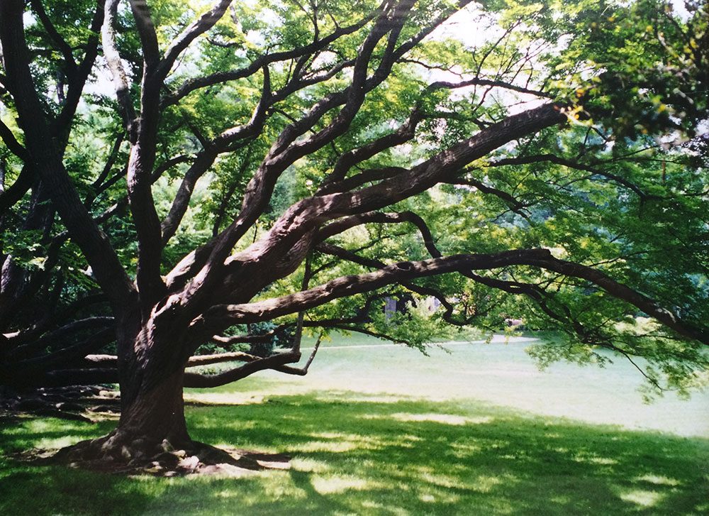 pantages tree